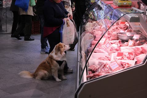 Itália Pet Friendly